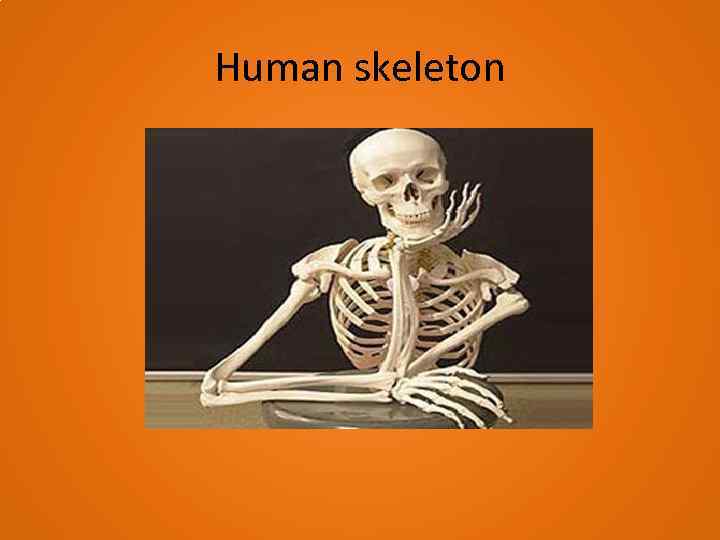 essay skeleton meaning