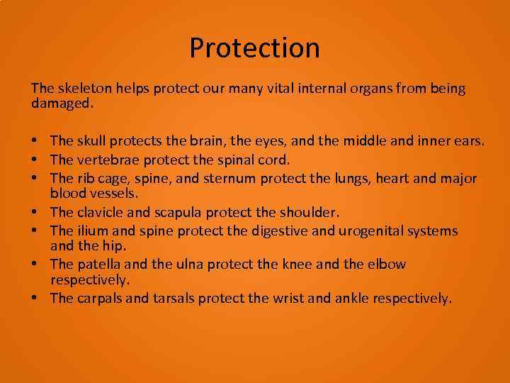 Protection The skeleton helps protect our many vital internal organs from being damaged. •
