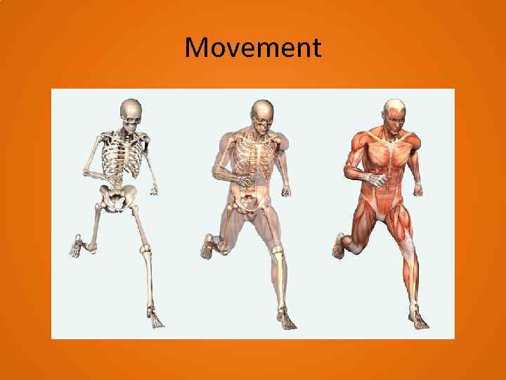 Movement 