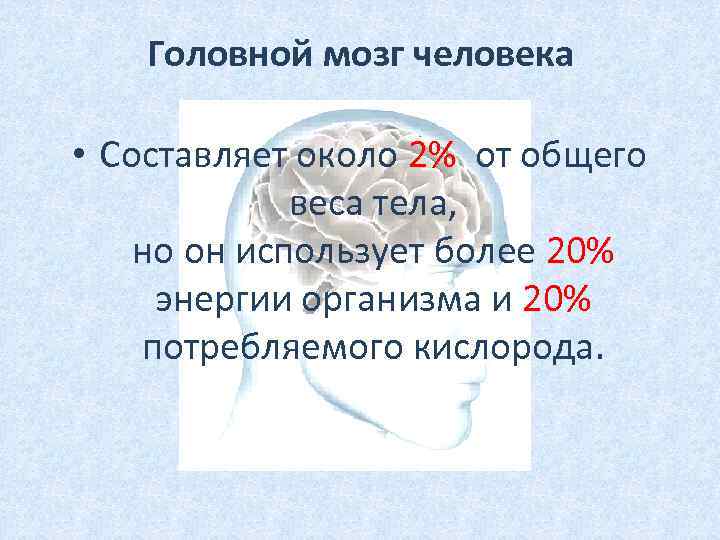 Головной мозг человека • Составляет около 2% от общего веса тела, но он использует