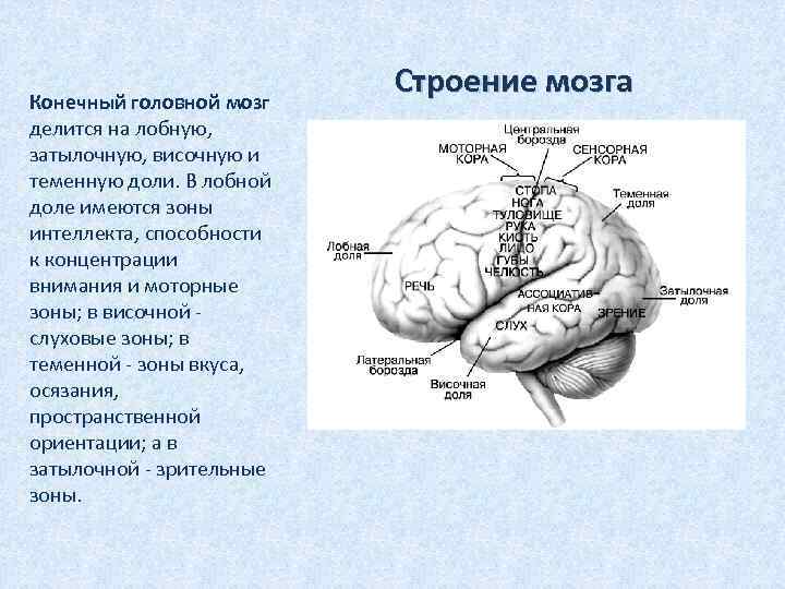 Конечный головной мозг делится на лобную, затылочную, височную и теменную доли. В лобной доле