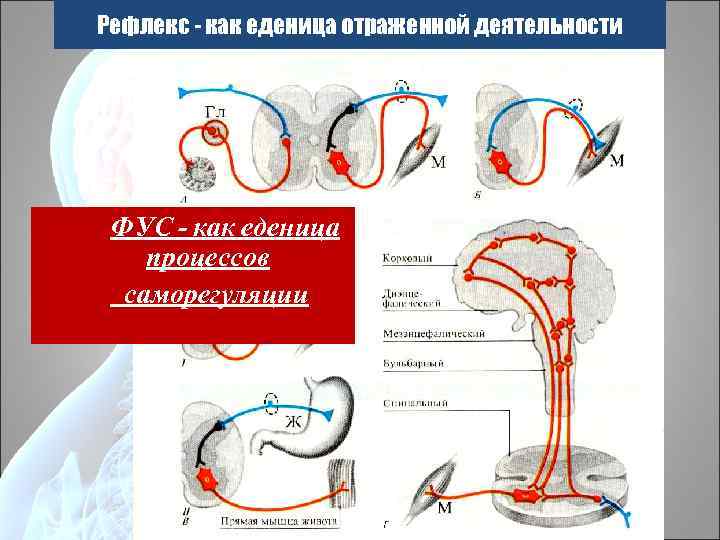 Рефлекс - как еденица отраженной деятельности ФУС - как еденица процессов саморегуляции 