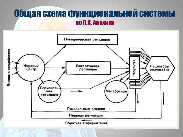 Схема функциональной системы по анохину