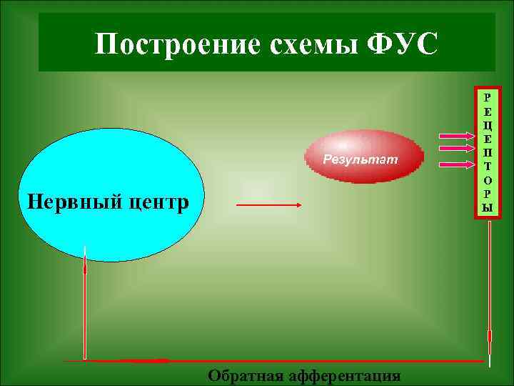 Построение схемы ФУС Результат Нервный центр Обратная афферентация Р Е Ц Е П Т