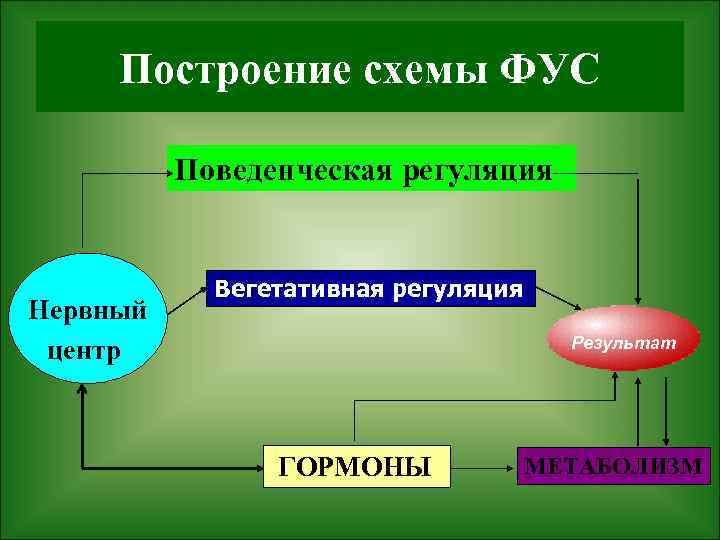 Построение схемы ФУС Поведенческая регуляция Нервный центр Вегетативная регуляция Результат ГОРМОНЫ МЕТАБОЛИЗМ 