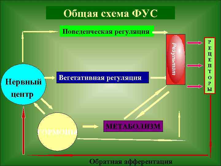 Схема фус физиология