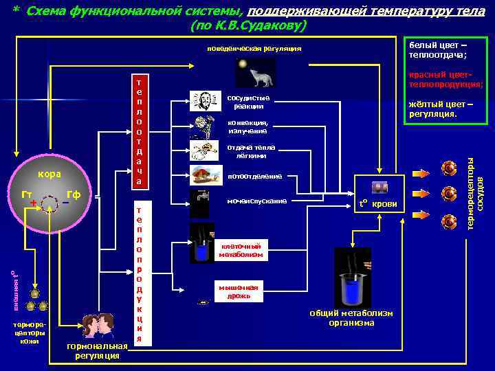 * Схема функциональной системы, поддерживающей температуру тела (по К. В. Судакову) белый цвет –