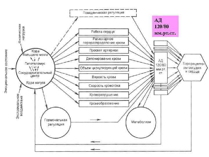 АД 120/80 мм. рт. ст. 