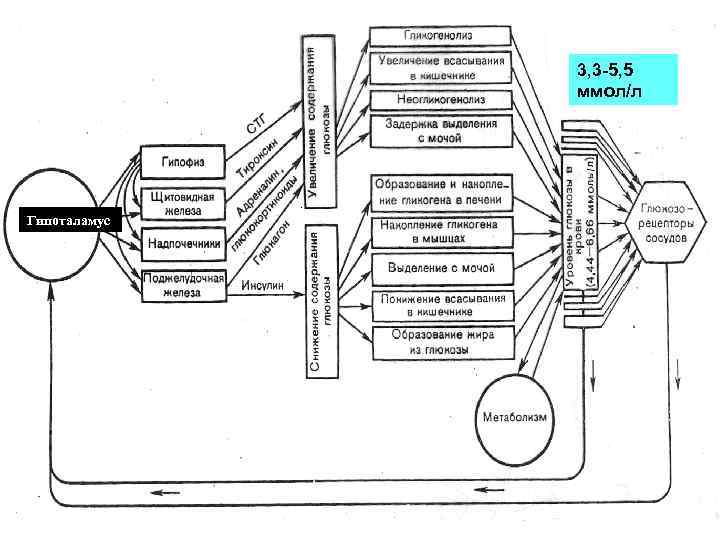 3, 3 -5, 5 ммол/л Гипоталамус 