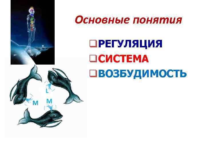 Основные понятия q. РЕГУЛЯЦИЯ q. СИСТЕМА q. ВОЗБУДИМОСТЬ 