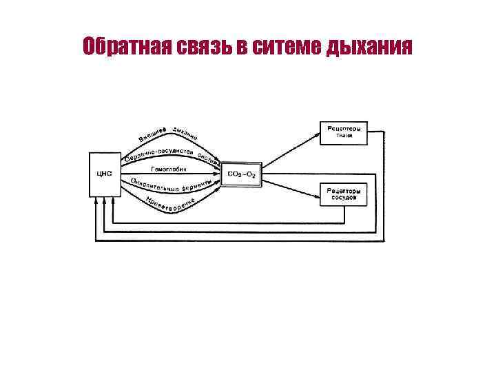 Схема функциональной системы дыхания