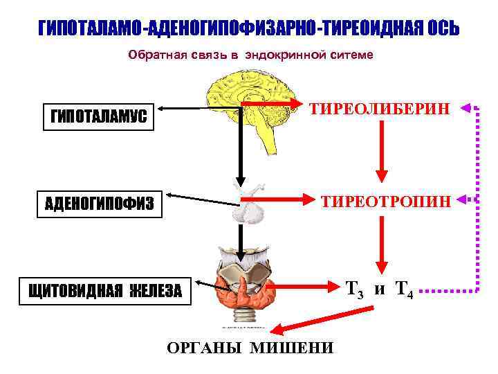 Схема тиреоидной оси