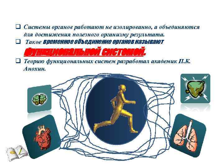 Функциональная q Системы органов работают не изолированно, а объединяются система для достижения полезного организму