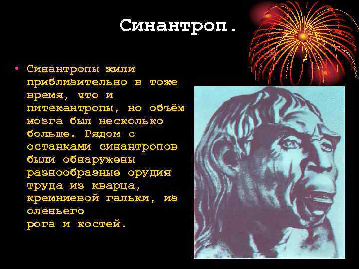 Синантроп. • Синантропы жили приблизительно в тоже время, что и питекантропы, но объём мозга