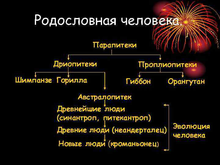 Родословная человека. Парапитеки Дриопитеки Шимпанзе Горилла Проплиопитеки Гиббон Орангутан Австралопитек Древнейшие люди (синантроп, питекантроп)