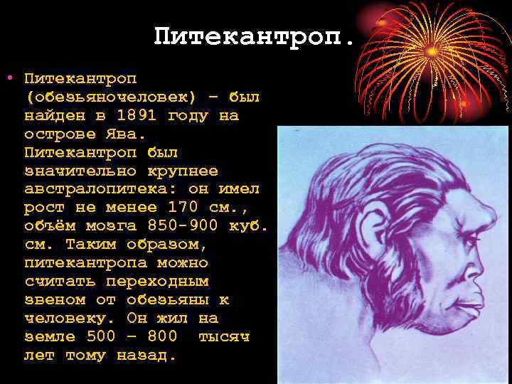 Питекантроп. • Питекантроп (обезьяночеловек) – был найден в 1891 году на острове Ява. Питекантроп