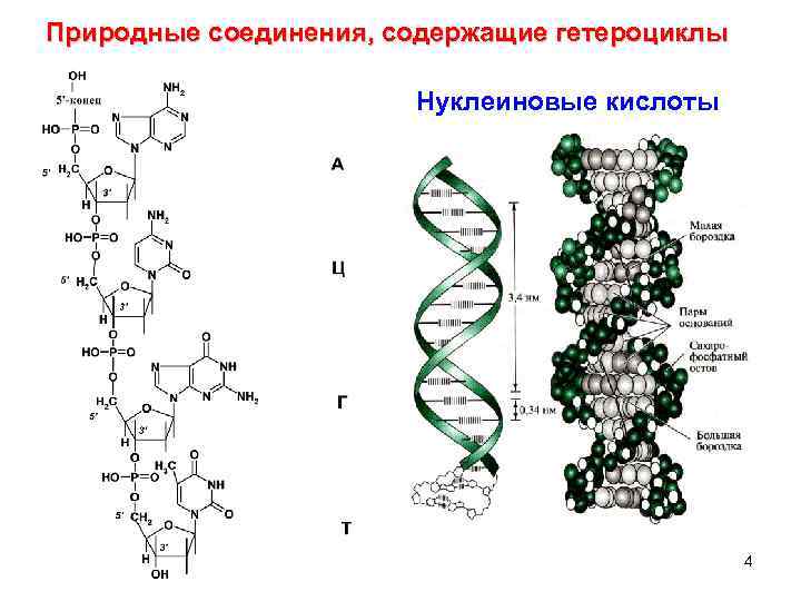 Природные соединения, содержащие гетероциклы Нуклеиновые кислоты 4 