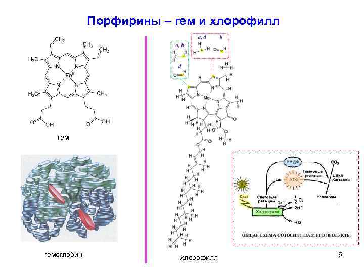 Порфирины – гем и хлорофилл гемоглобин хлорофилл 5 