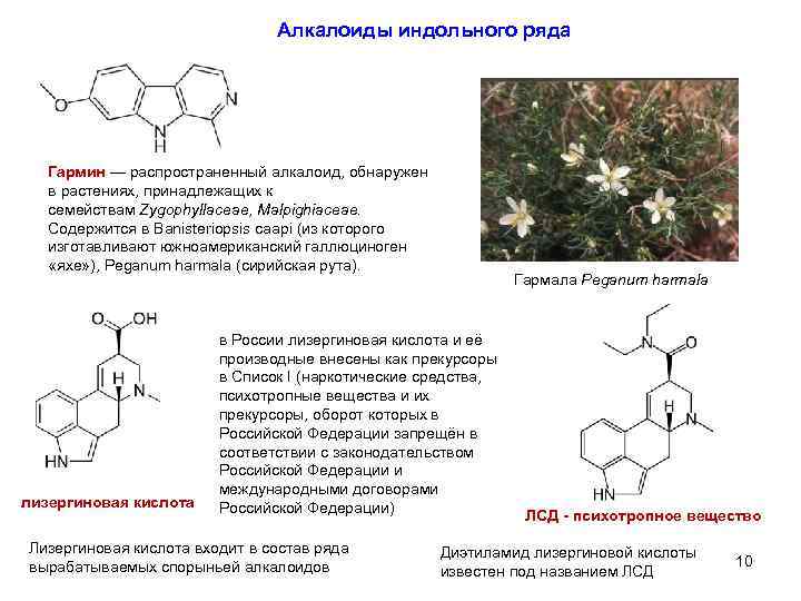 Алкалоиды индольного ряда Гармин — распространенный алкалоид, обнаружен в растениях, принадлежащих к семействам Zygophyllaceae,