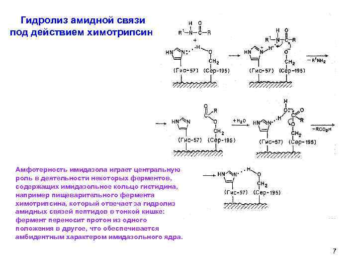 Гидролиз амидной связи под действием химотрипсина Амфотерность имидазола играет центральную роль в деятельности некоторых