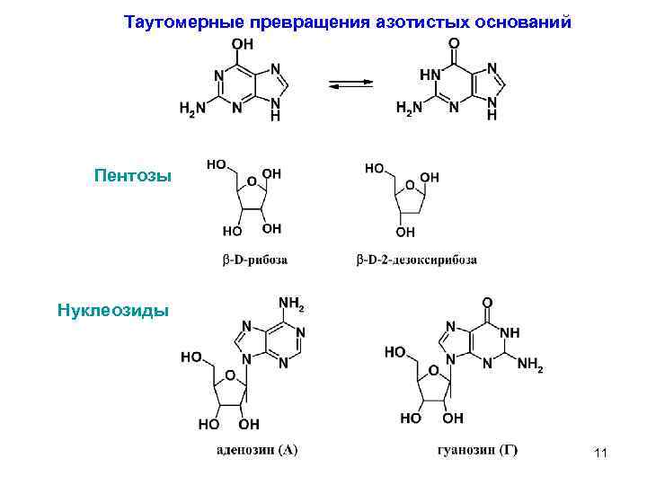 Таутомерные превращения азотистых оснований Пентозы Нуклеозиды 11 