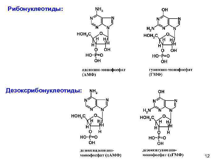 Рибонуклеотиды: Дезоксрибонуклеотиды: 12 