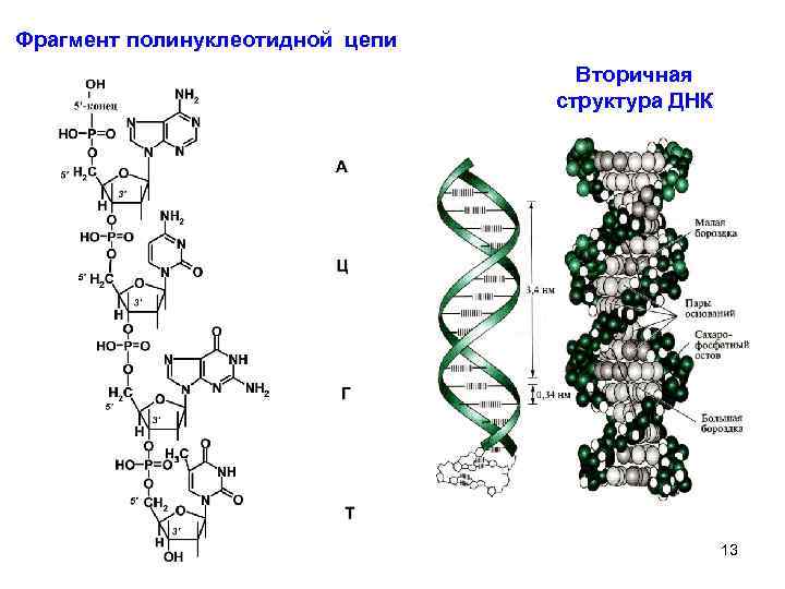 Фрагмент полинуклеотидной цепи Вторичная структура ДНК 13 