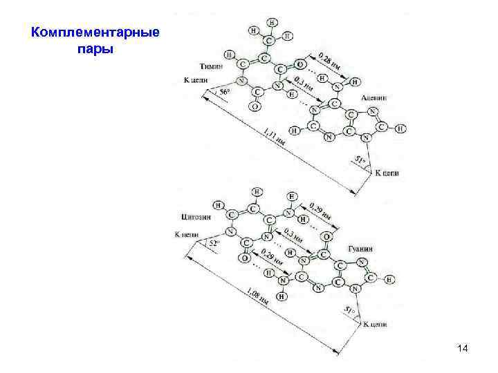Комплементарные пары 14 
