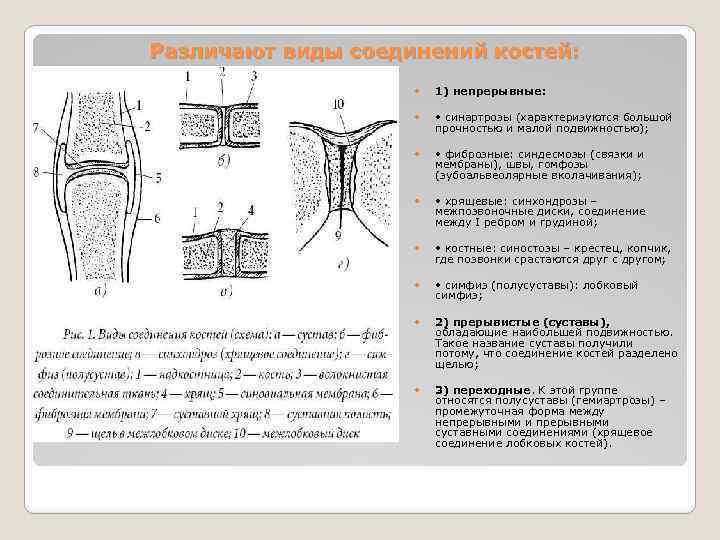 Различают виды соединений костей: 1) непрерывные: • синартрозы (характеризуются большой прочностью и малой подвижностью);