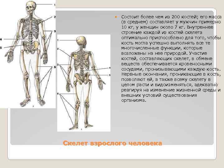 Кости взрослого человека