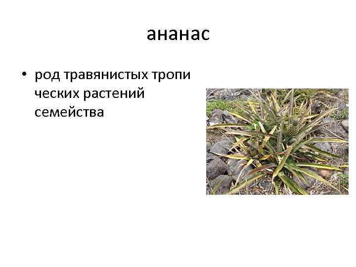ананас • род травянистых тропи ческих растений семейства 