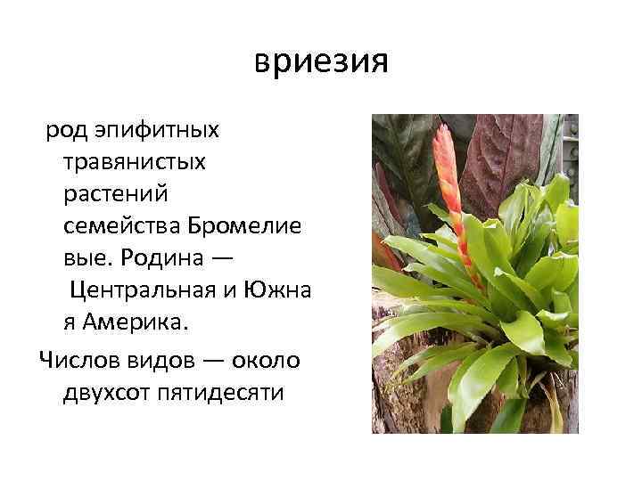 вриезия род эпифитных травянистых растений семейства Бромелие вые. Родина — Центральная и Южна я