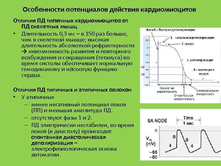 Особенности потенциалов действия кардиомиоцитов Отличия ПД типичных кардиомиоцитов от ПД скелетных мышц • Длительность