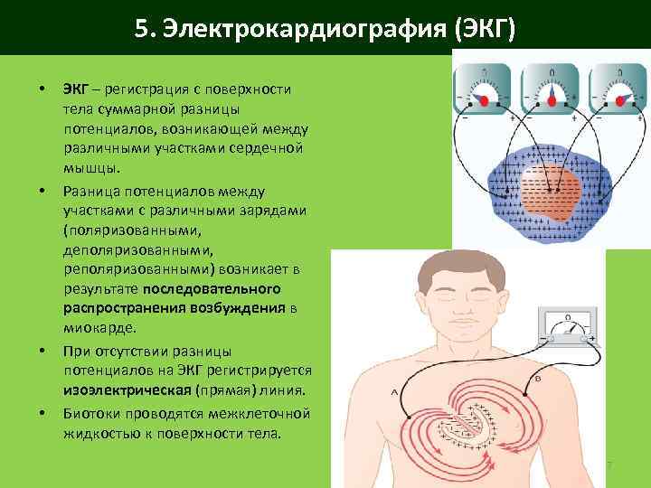 5. Электрокардиография (ЭКГ) • • ЭКГ – регистрация с поверхности тела суммарной разницы потенциалов,