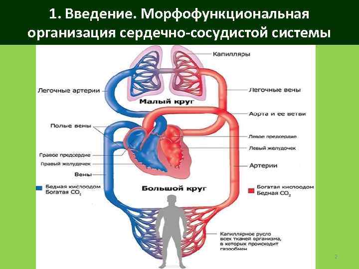 1. Введение. Морфофункциональная организация сердечно-сосудистой системы 2 