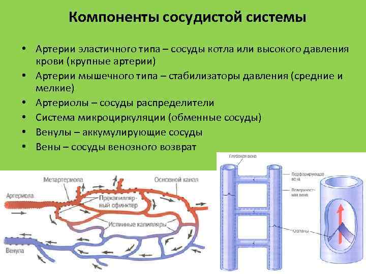 Компоненты сосудистой системы • Артерии эластичного типа – сосуды котла или высокого давления крови