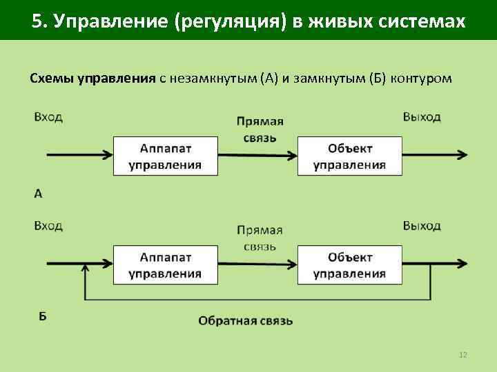 5. Управление (регуляция) в живых системах Схемы управления с незамкнутым (А) и замкнутым (Б)