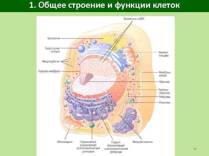 1. Общее строение и функции клеток 19 