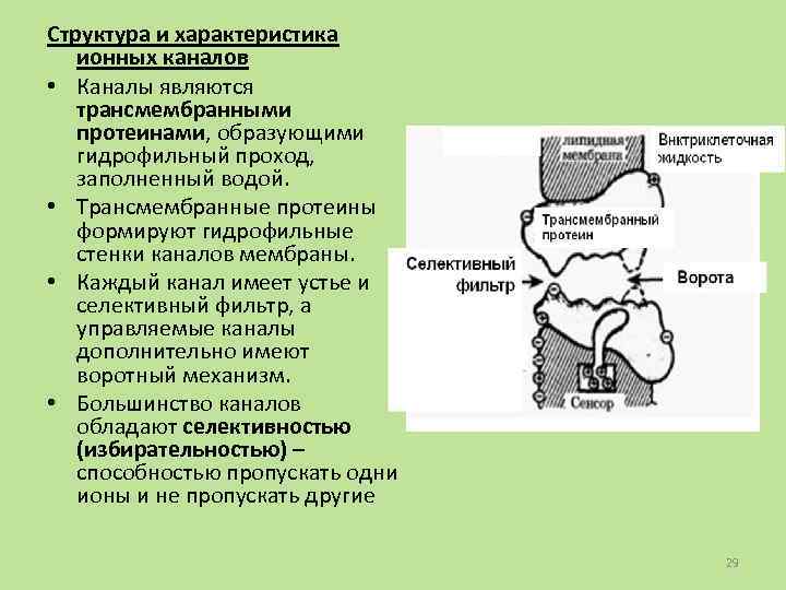 Структура и характеристика ионных каналов • Каналы являются трансмембранными протеинами, образующими гидрофильный проход, заполненный