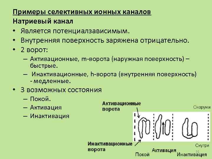 Примеры селективных ионных каналов Натриевый канал • Является потенциалзависимым. • Внутренняя поверхность заряжена отрицательно.