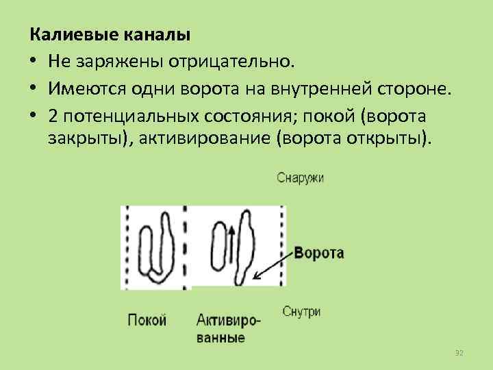 Калиевые каналы • Не заряжены отрицательно. • Имеются одни ворота на внутренней стороне. •