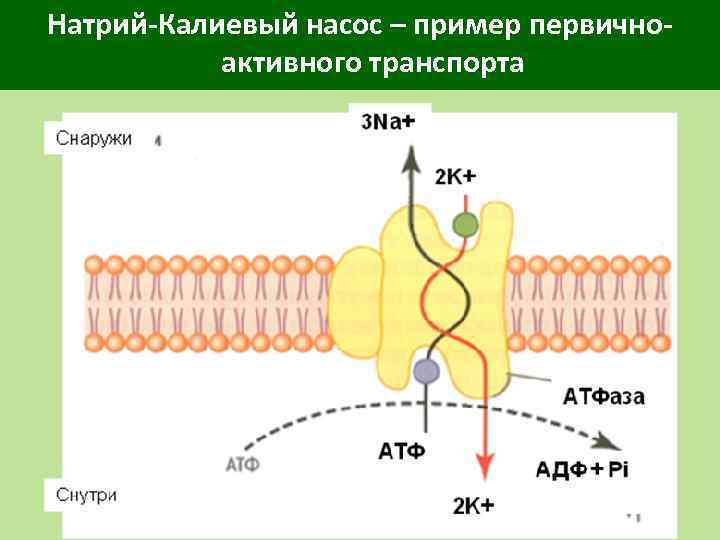 Транспорт натрия активный транспорт