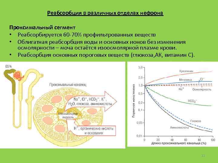 Реабсорбция в различных отделах нефрона Проксимальный сегмент • Реабсорбируется 60 -70% профильтрованных веществ •