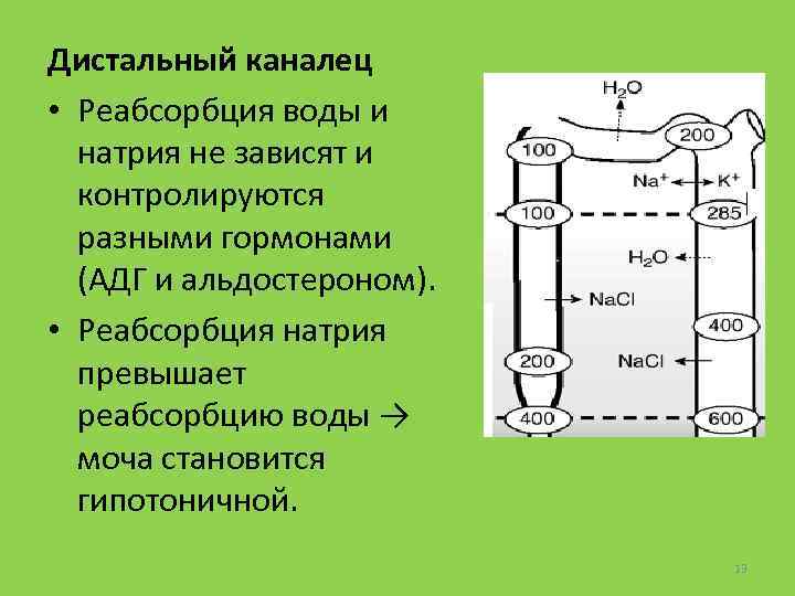 Дистальный каналец • Реабсорбция воды и натрия не зависят и контролируются разными гормонами (АДГ