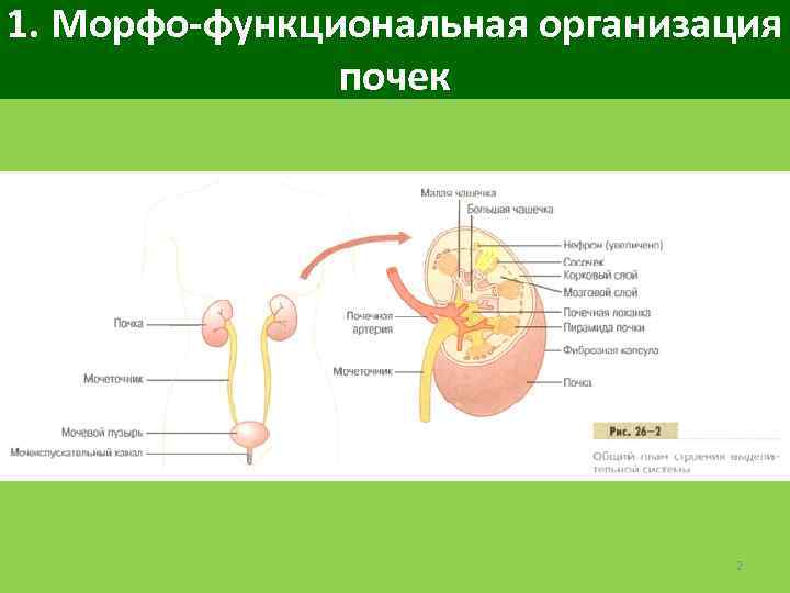 1. Морфо-функциональная организация почек 2 