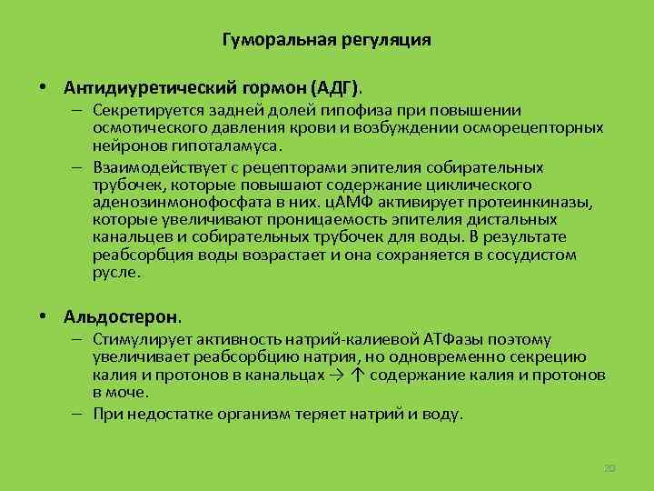 Гуморальная регуляция • Антидиуретический гормон (АДГ). – Секретируется задней долей гипофиза при повышении осмотического