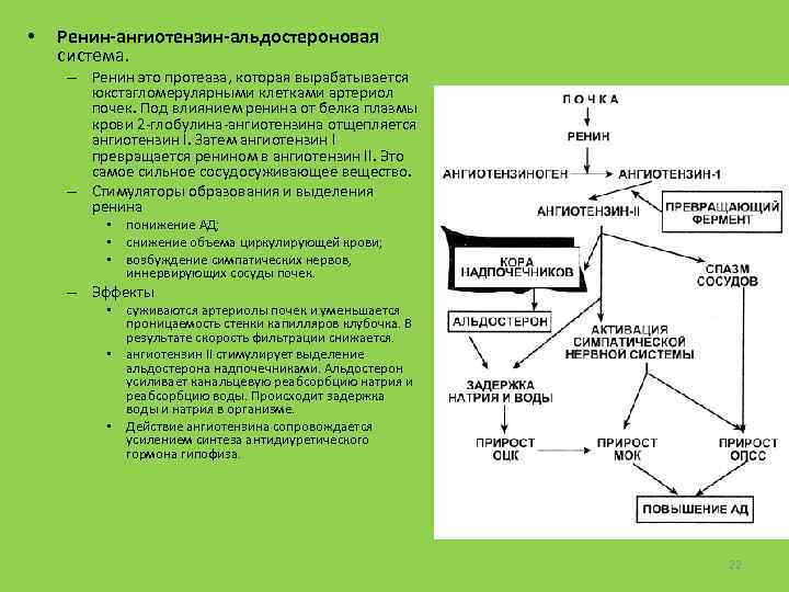  • Ренин-ангиотензин-альдостероновая система. – Ренин это протеаза, которая вырабатывается юкстагломерулярными клетками артериол почек.