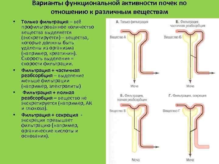 Варианты функциональной активности почек по отношению к различным веществам • • Только фильтрация –