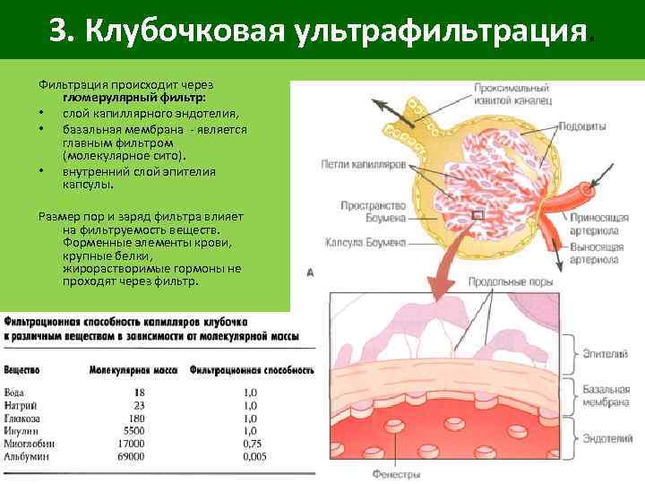 3. Клубочковая ультрафильтрация. Фильтрация происходит через гломерулярный фильтр: • слой капиллярного эндотелия, • базальная