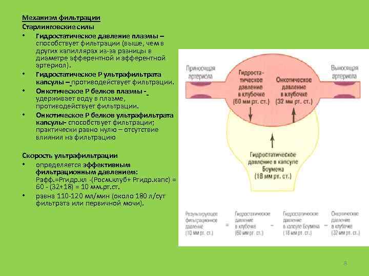 Механизм фильтрации Старлинговские силы • Гидростатическое давление плазмы – способствует фильтрации (выше, чем в